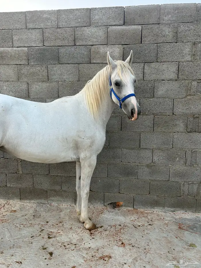 مهره شيخه ومزيونه ولقاح 6