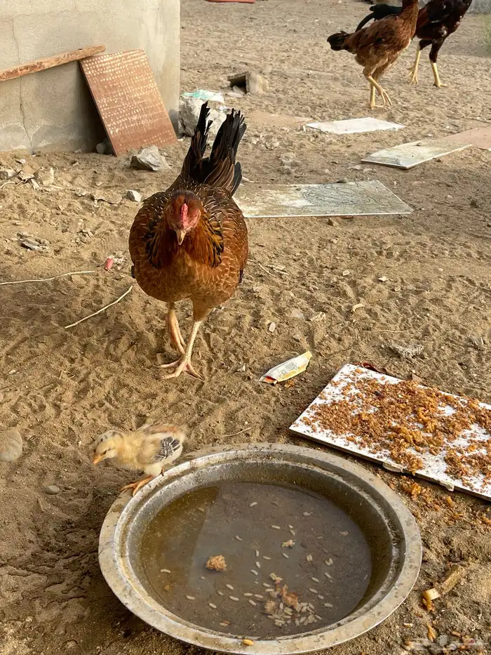 دجاجه بلديه مع صوص 2