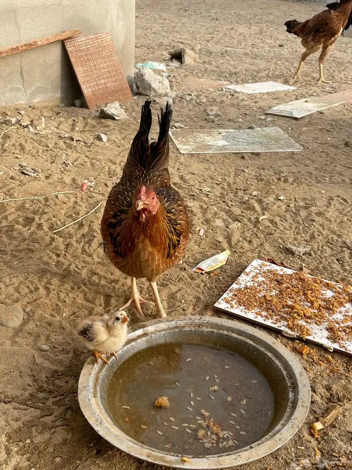 دجاجه بلديه مع صوص 1