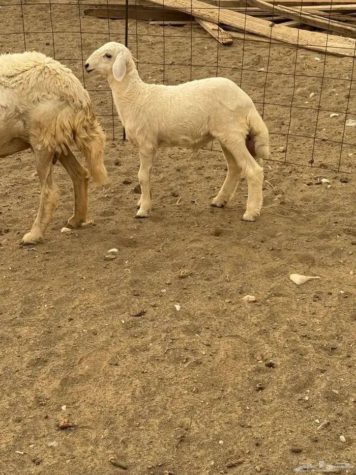 نعجه او شاه حريه فاخره تحتها خروف 0