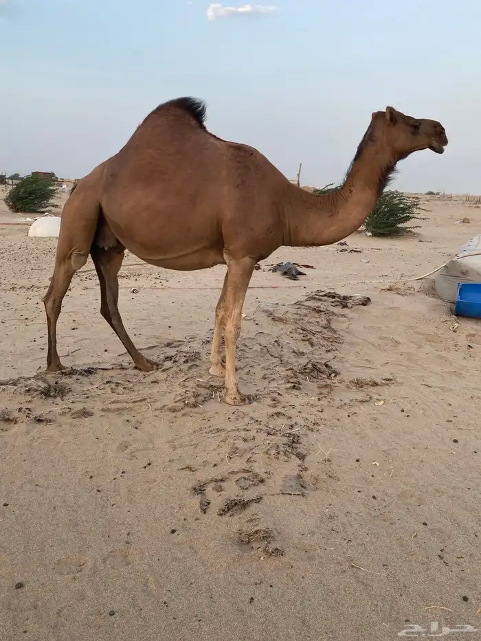 لقحه دهماء((تم البيع)) 0