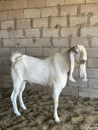 تيس فحل index
