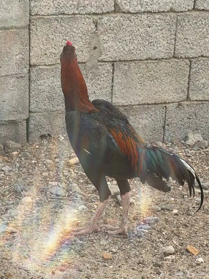 ديك للبيع 3