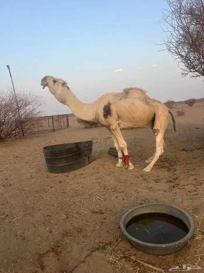 بعير اكحيلاني اوضح انتاجه طيب مشروط من كل عذروب للبيع 5