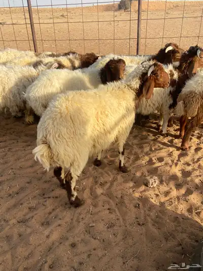 خرفان نعيم 0