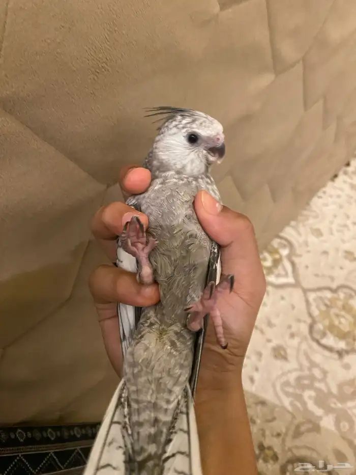 كروان اليف هدد شرط تم البيع 5