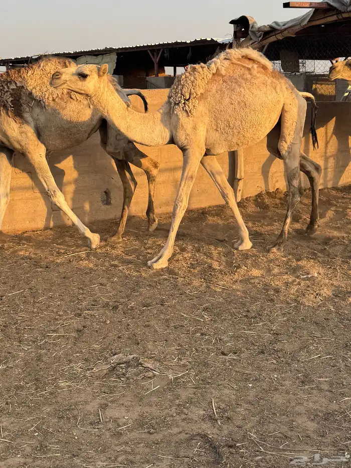 حشو طيبه للبيع 0