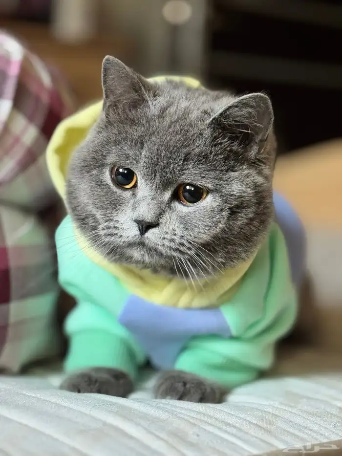 بدي قط للتبني يكون صغير 0