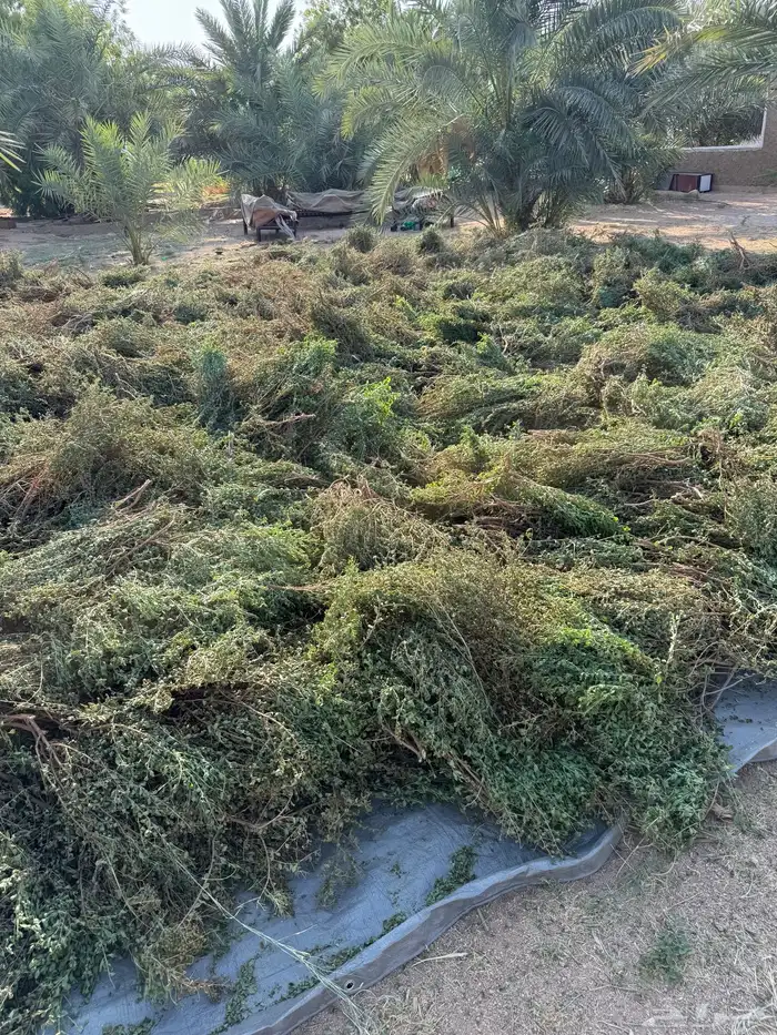 حنى عضوي ورق صافي 0