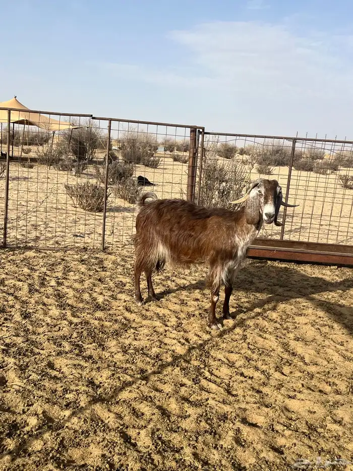 عنز طيبه صنف جنب ومده وراس 1