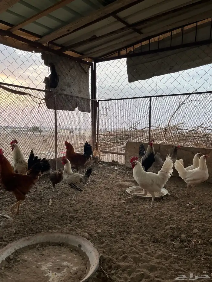 دجاج للبيع 6