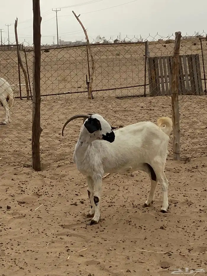 عنز بيشي فاخره مسن دفاع بطيه من مراح طيب ومعروف على السوم 1