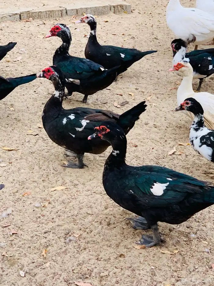 ذكور بط بلدي 2