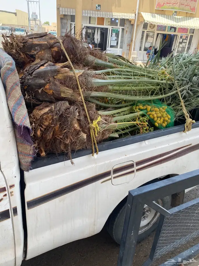 حبه نخل مثمر البيع نواع خلاص البيع سمح لدودمي عفيف 16 0