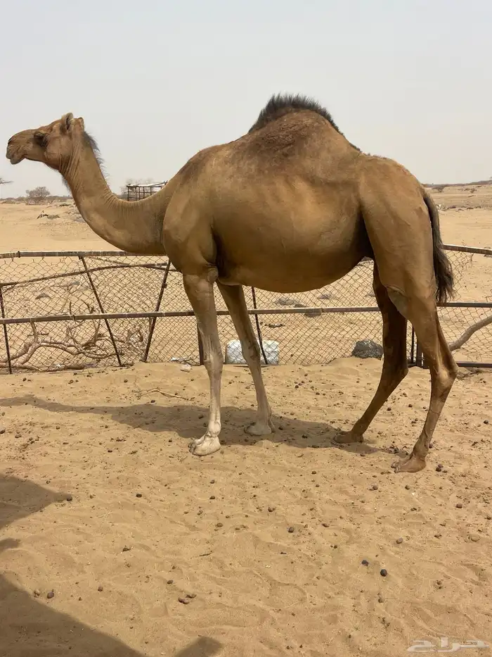 ابل سواحل 1