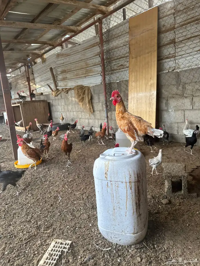 دجاج بلدي مشكل عمر خمس شهور 1
