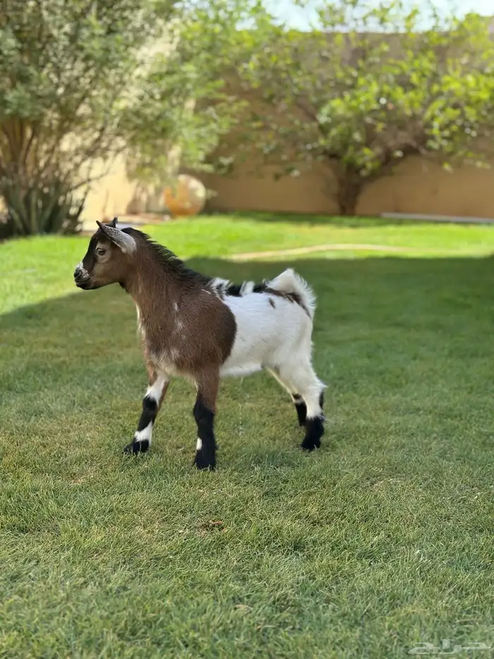 ماعز قزم 8