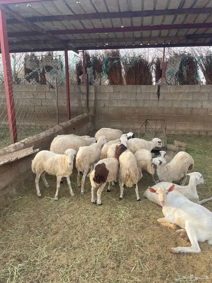 مشالله تبارك ارحمان 0