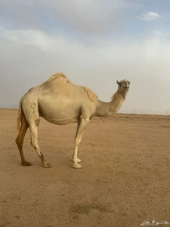 للبيع اللقحه 1