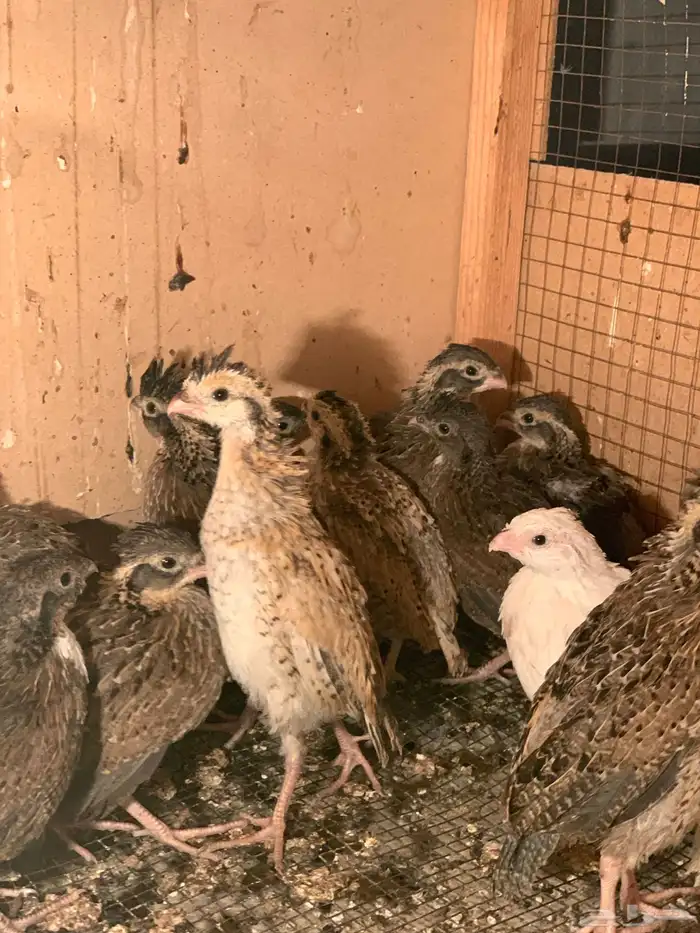 سمان بوب وايت 3