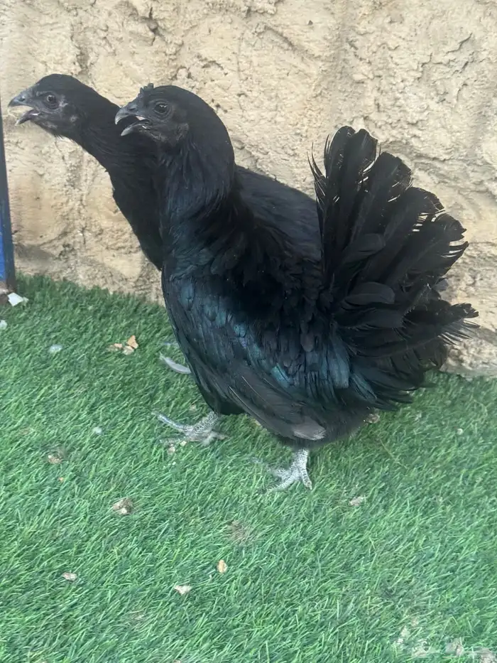 يوجد دجاج سومطرا للبيع 0