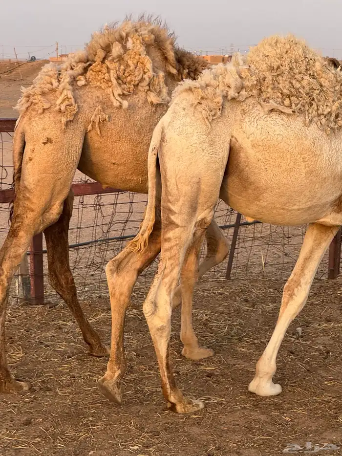 حشو طيبه للبيع 4