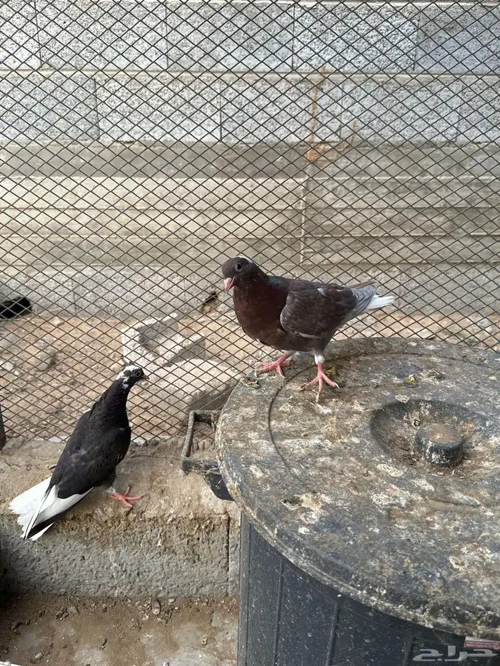 طبات قطايف 1