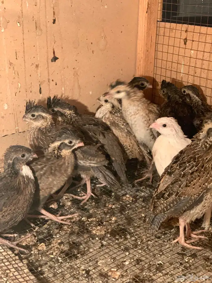 سمان بوب وايت 2