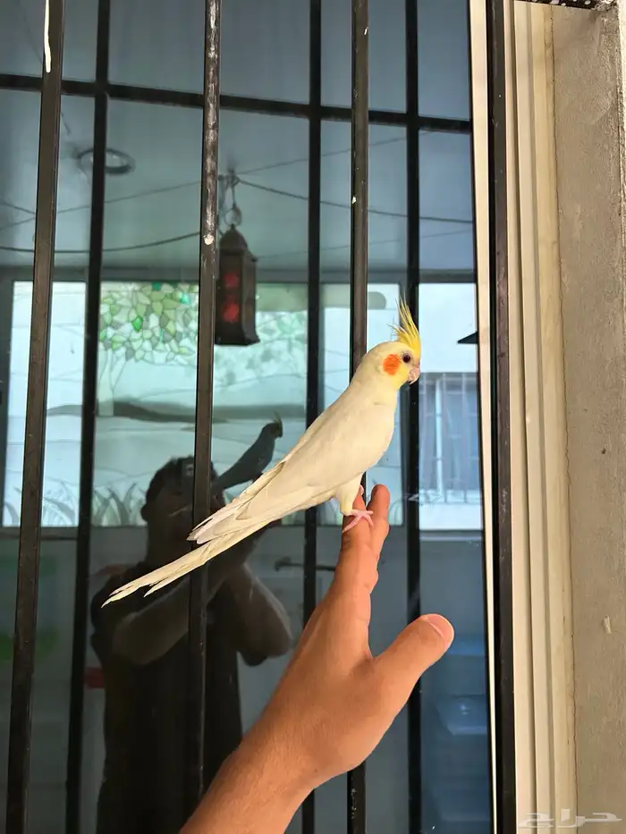 ذكر كروان اليف و هدد نشبهه و متكلم 5
