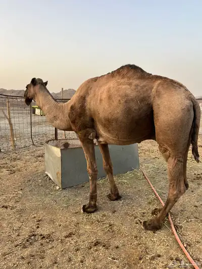 للبيع فحل مشروط index
