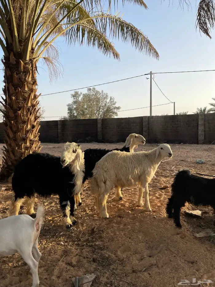 خروفين ورخل 0