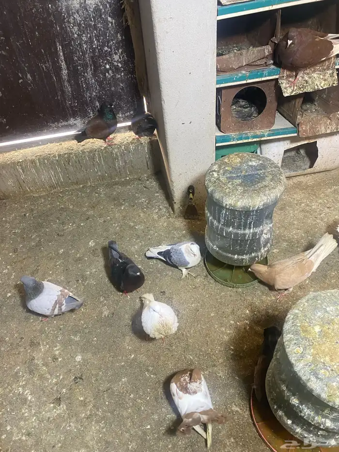 حمام مشكل 21