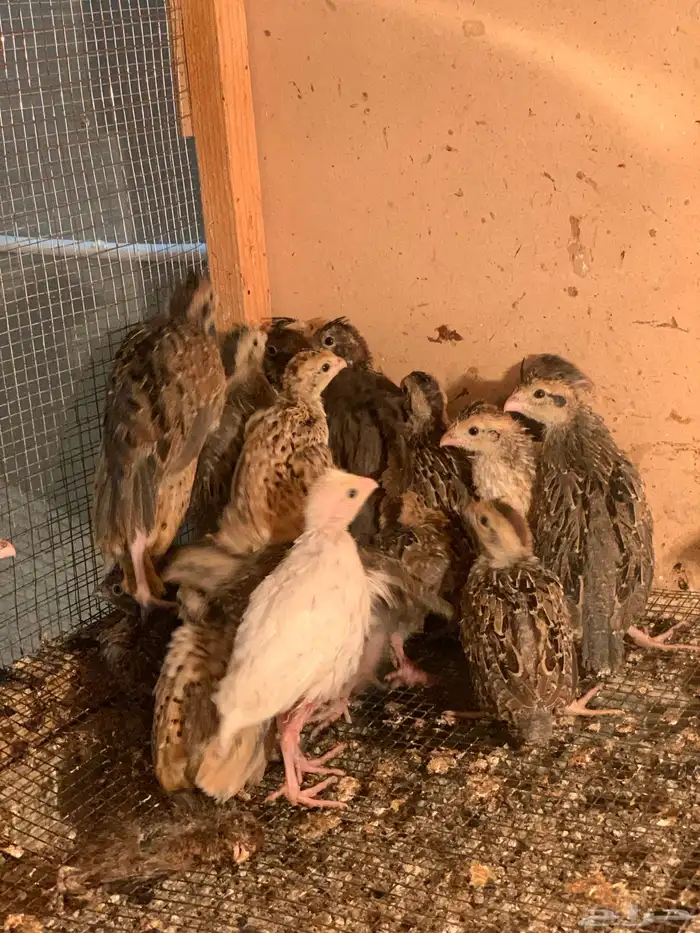 سمان بوب وايت 4