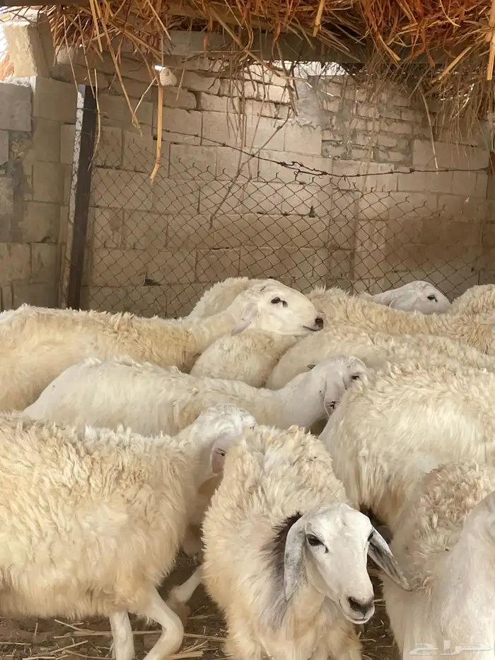 رخال حريه صنف الصنف 3