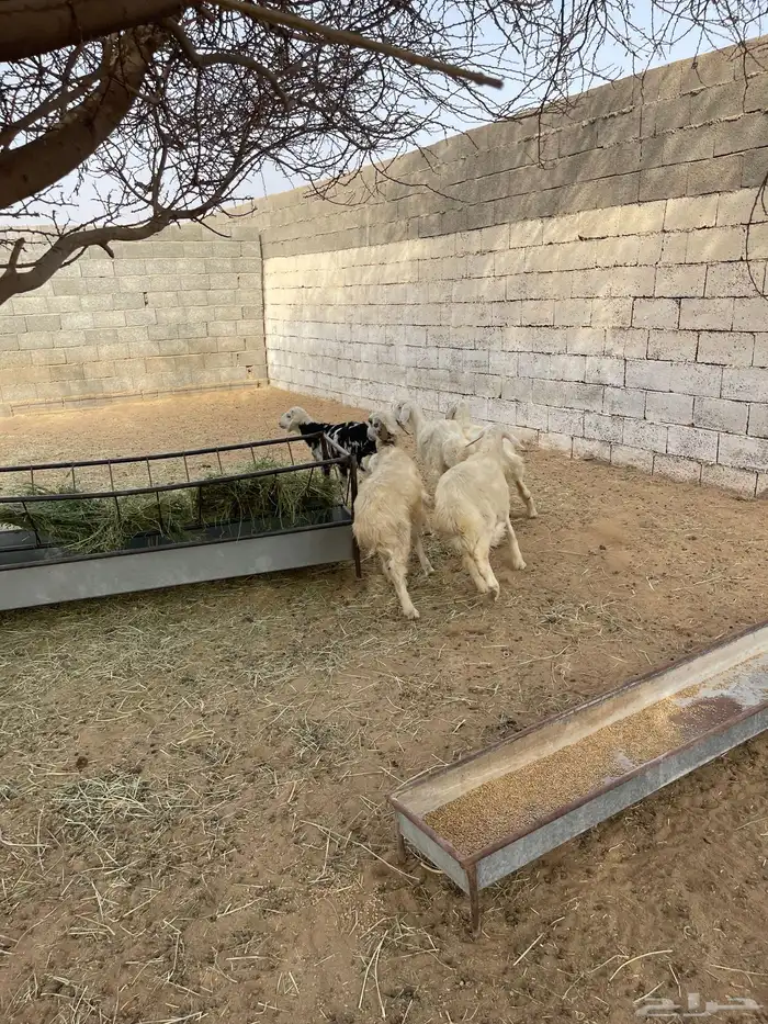 خرفان صفر نجران 3