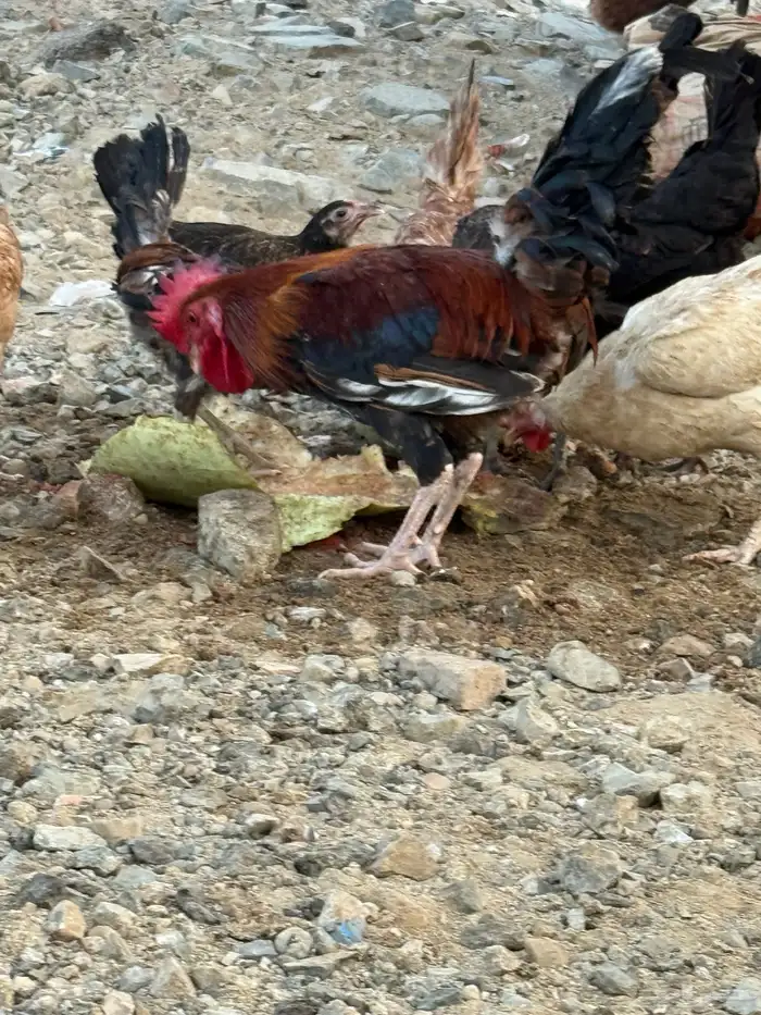 جده الحرازات 2