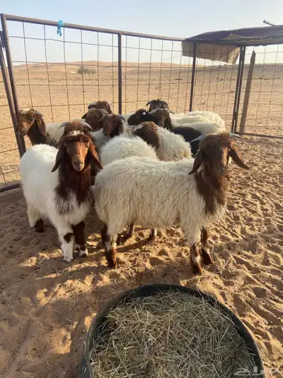خرفان نعيم 12