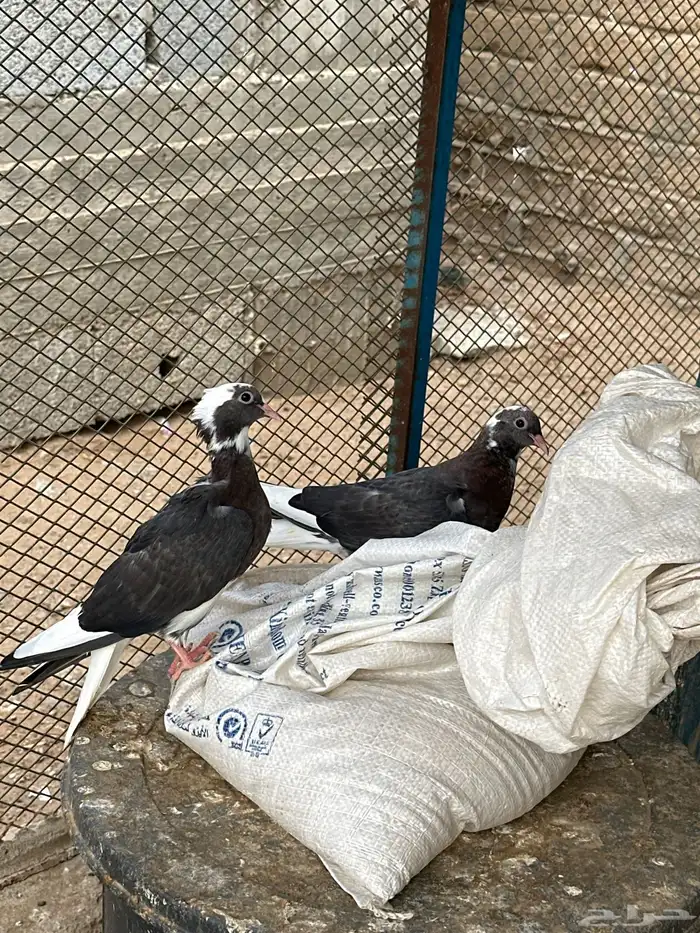 طبات قطايف 2