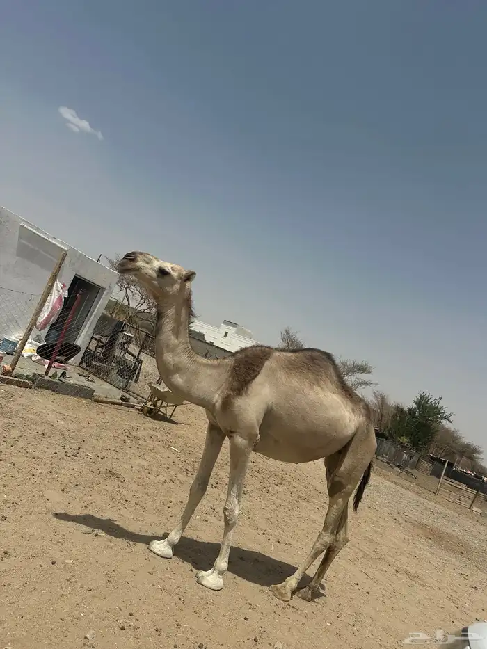 جذعه ظروبه 1