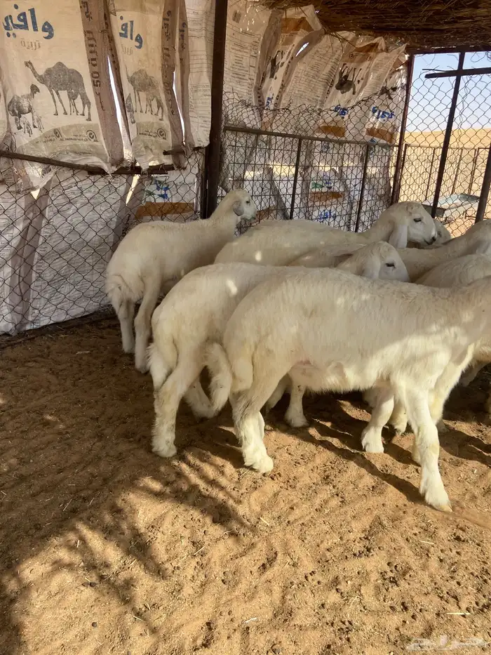 بهم حري طيب ( تم البيع ) 7