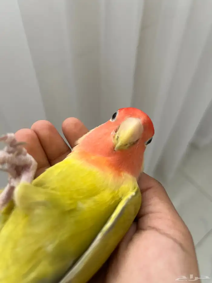 روز وبادجي 2