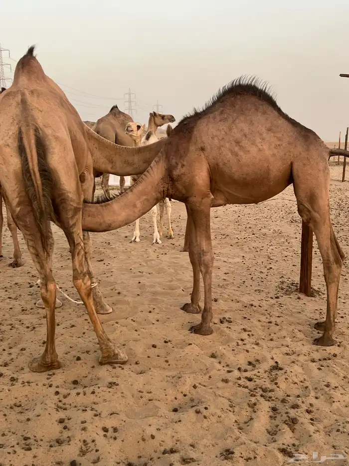 قعود وثلاث بكار على الحليب للبيع 5