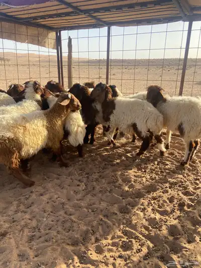 خرفان نعيم 11