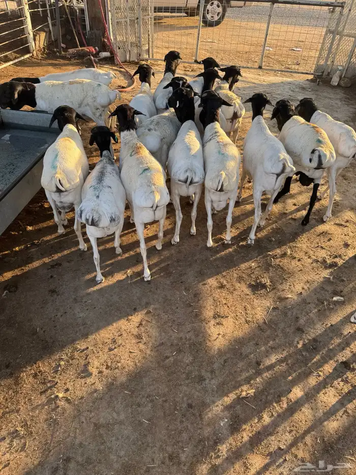 خرفان بربري 0
