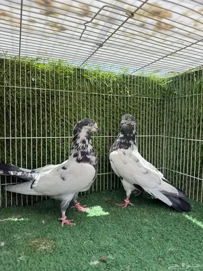 زوج تيدي جنسراء 9