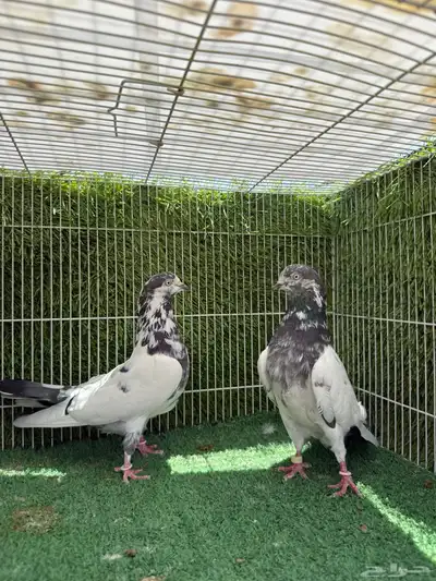 زوج تيدي جنسراء 12