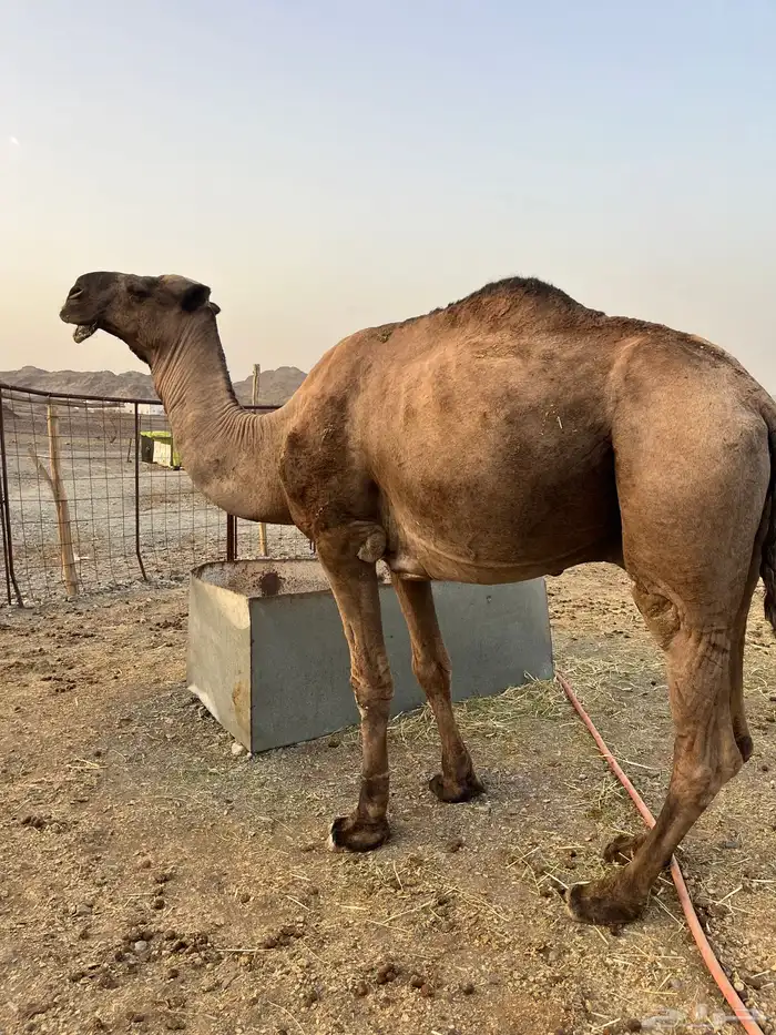 للبيع فحل مشروط 2