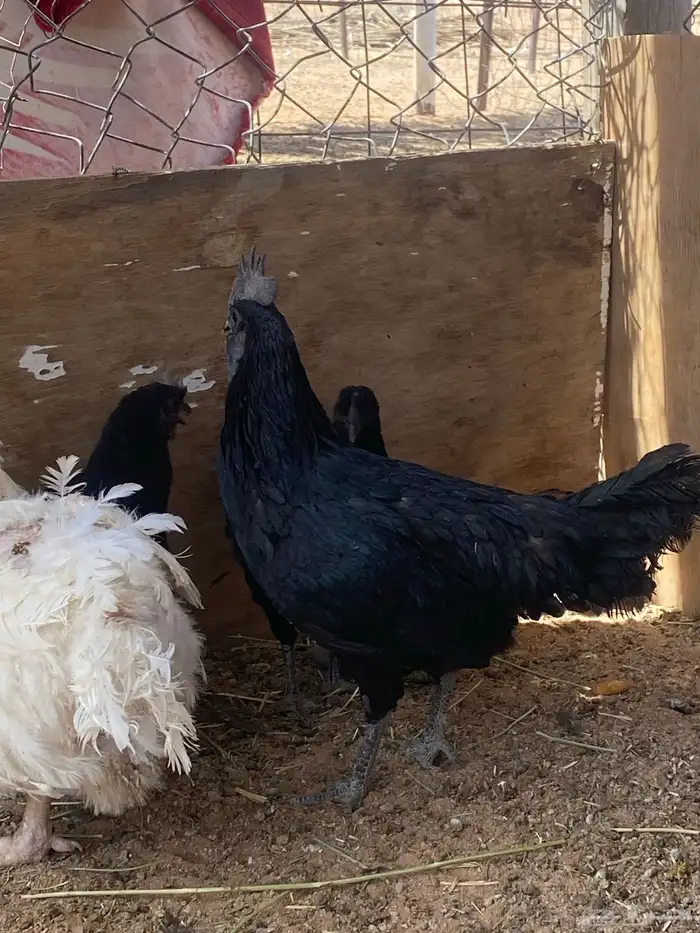 للبيع دجاج أو حمام او أرانب 10
