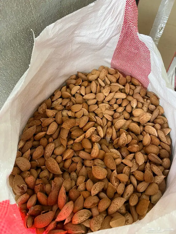 لوز بجلي 2
