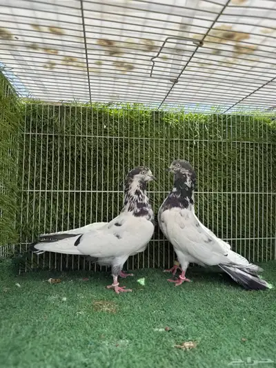 زوج تيدي جنسراء 2